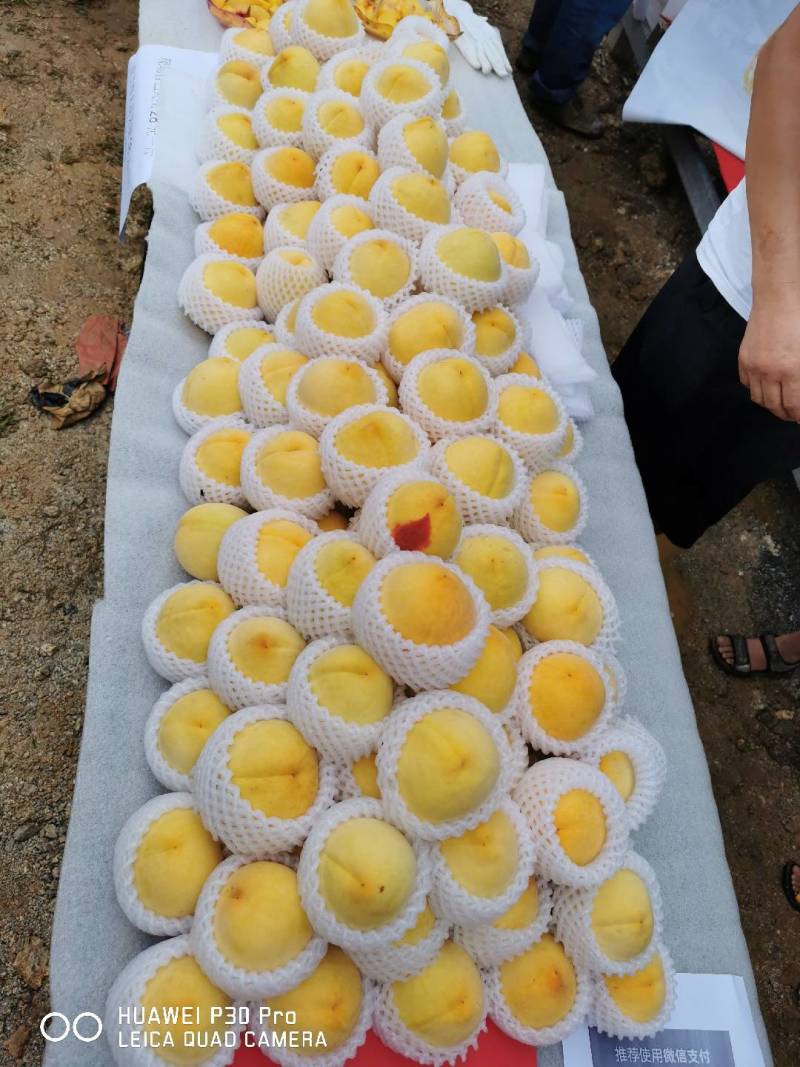 石棉安顺黄桃