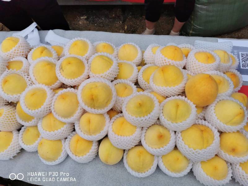 石棉安顺黄桃