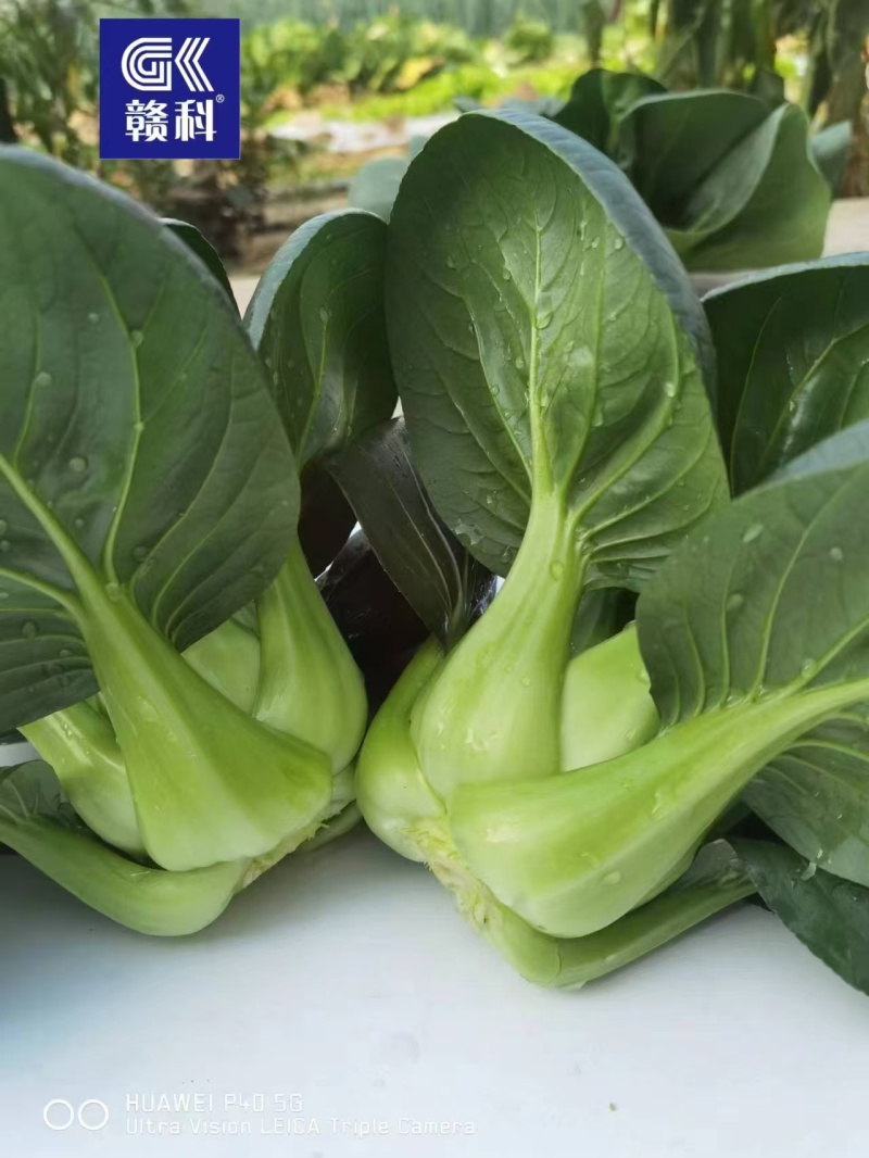 赣科黑甜糯四倍体好吃青菜黑大头全黑正宗各种菜种子