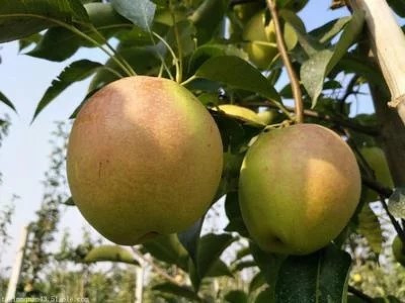 红香酥陕西红香酥梨大量上市货源充足产地直销