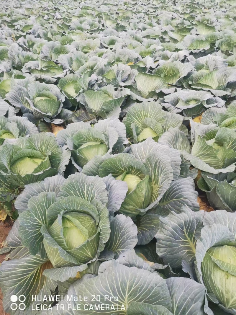 扁包菜