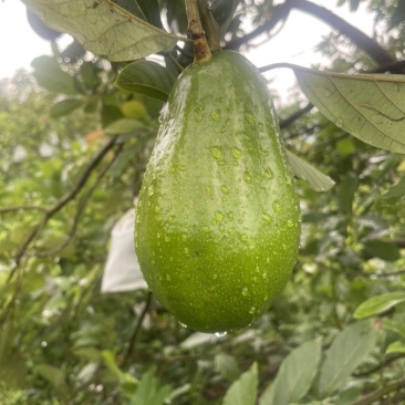 厦门国产牛油果