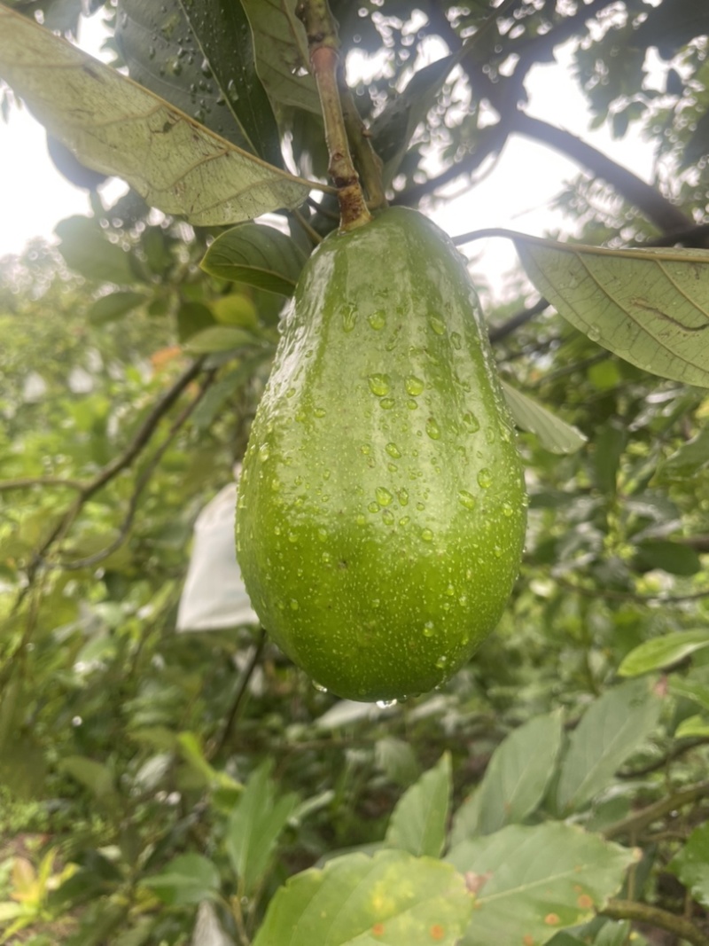 厦门国产牛油果