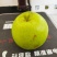 花翠冠梨湖北改良翠冠梨六月雪梨承接商超电商供货代发