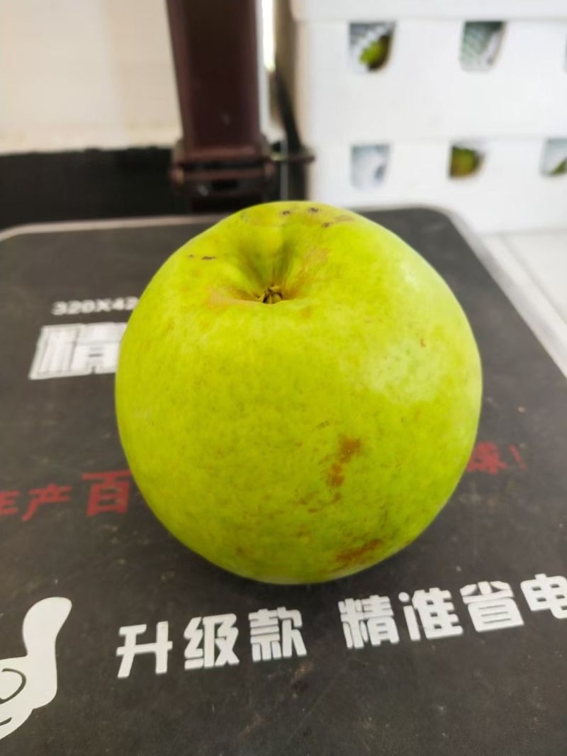 花翠冠梨湖北改良翠冠梨六月雪梨承接商超电商供货代发