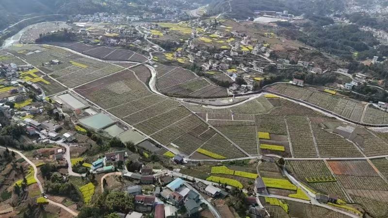 花翠冠梨湖北改良翠冠梨六月雪梨承接商超电商供货代发