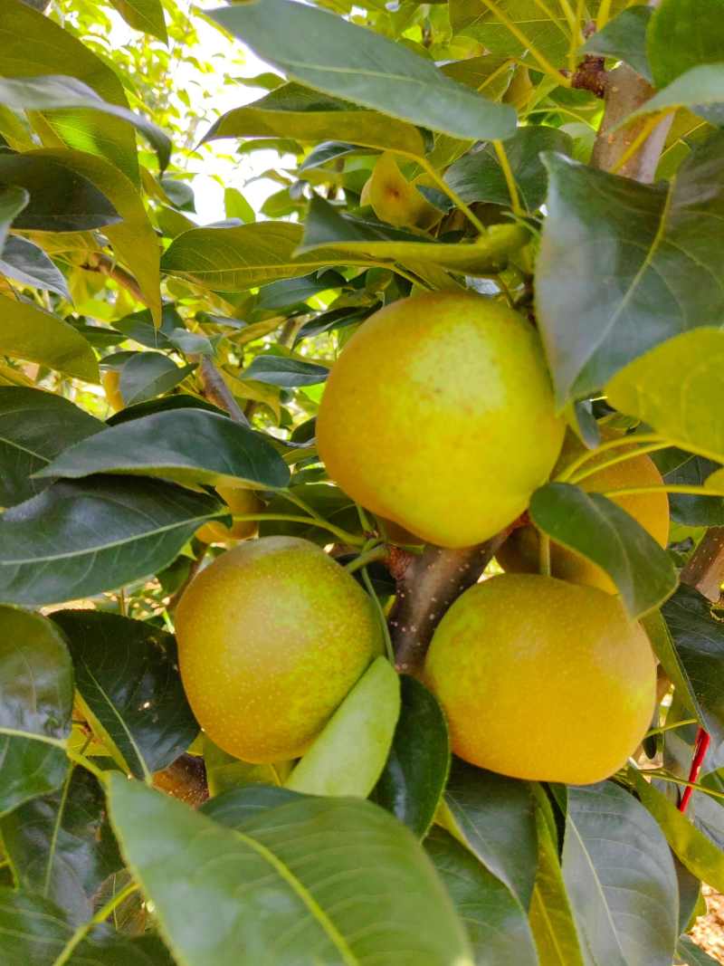 花翠冠梨湖北改良翠冠梨六月雪梨承接商超电商供货代发