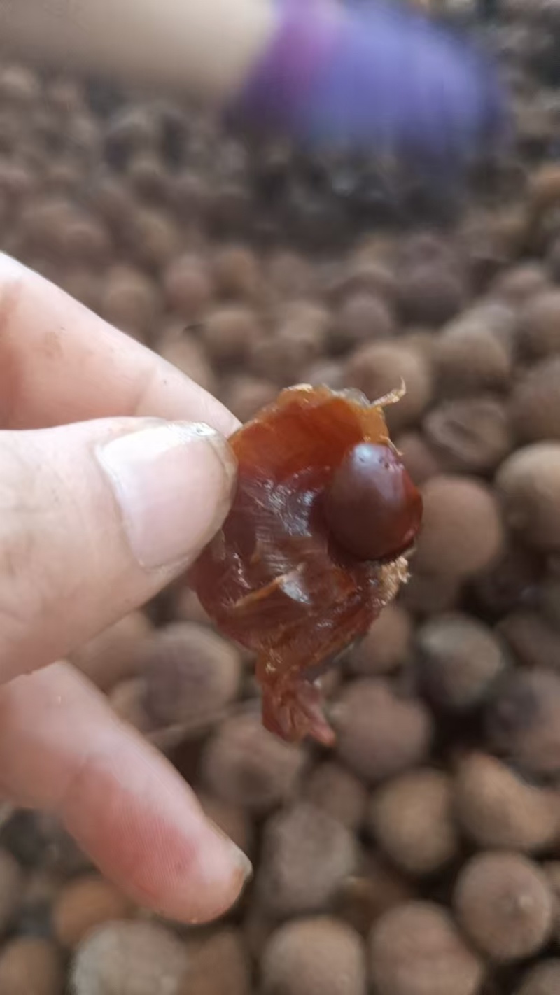 荔枝干黑叶荔枝欢迎采购