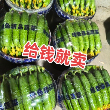 绥中旱黄瓜5.5