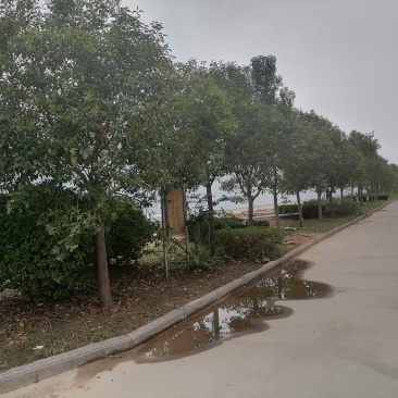 现有一批闲置树木需要处理，有意购买者电话联系