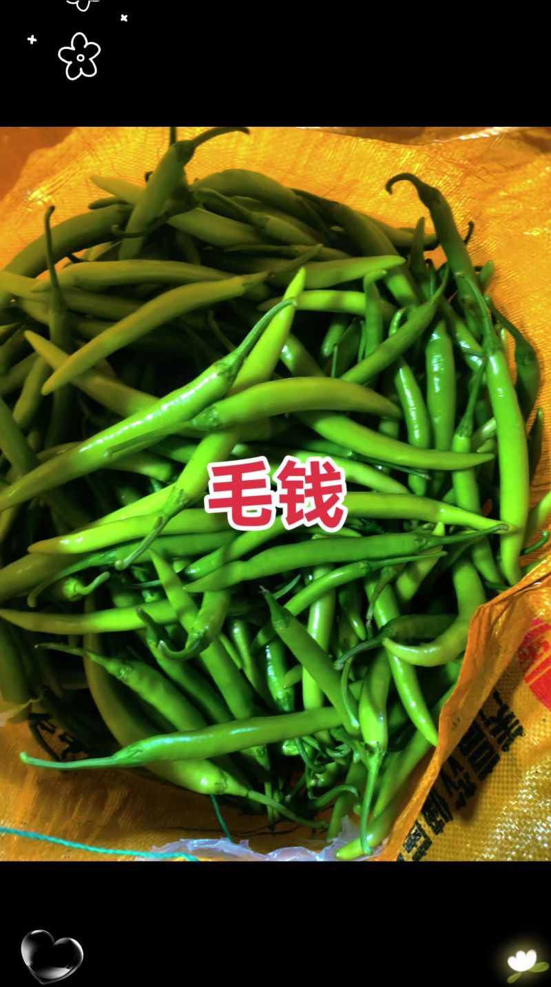 绥中杭椒0.3