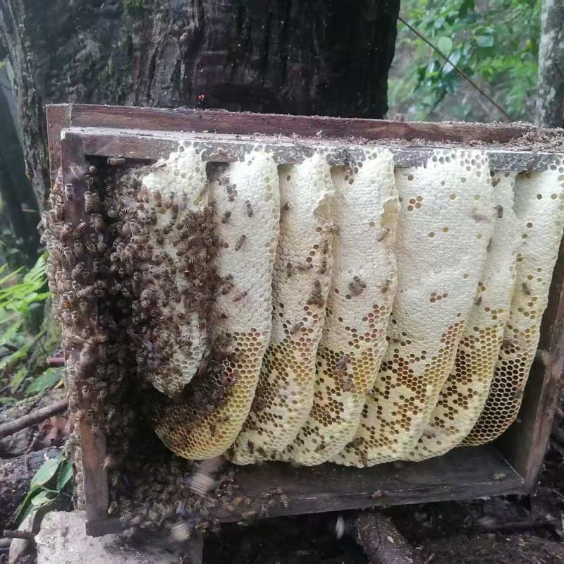 土蜂蜜