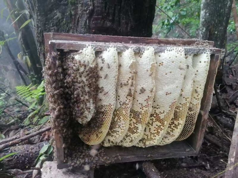 土蜂蜜