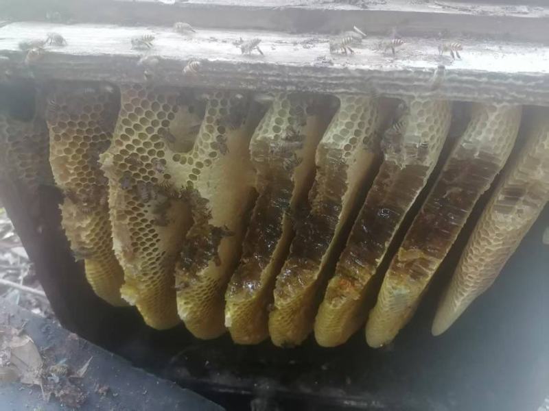 土蜂蜜