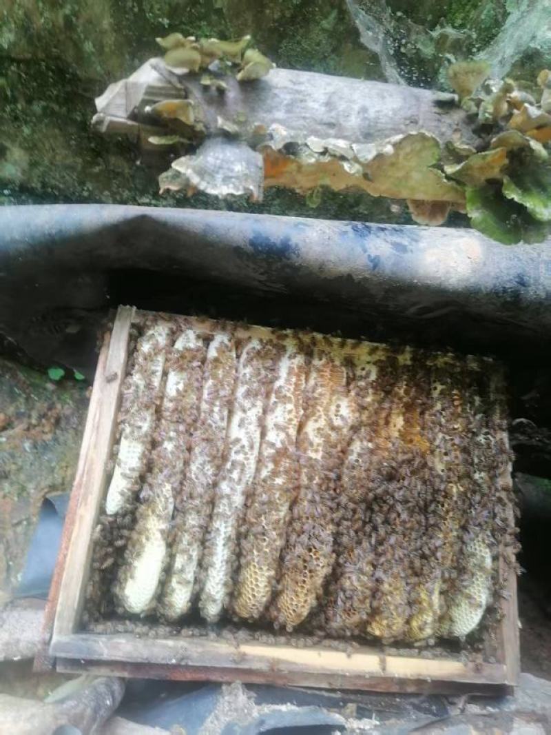 土蜂蜜