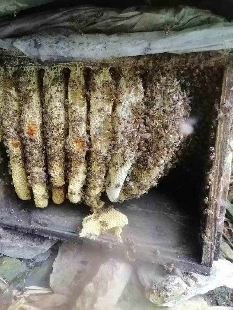 土蜂蜜