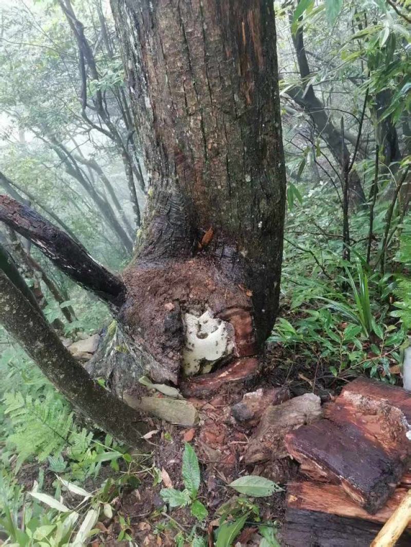 土蜂蜜