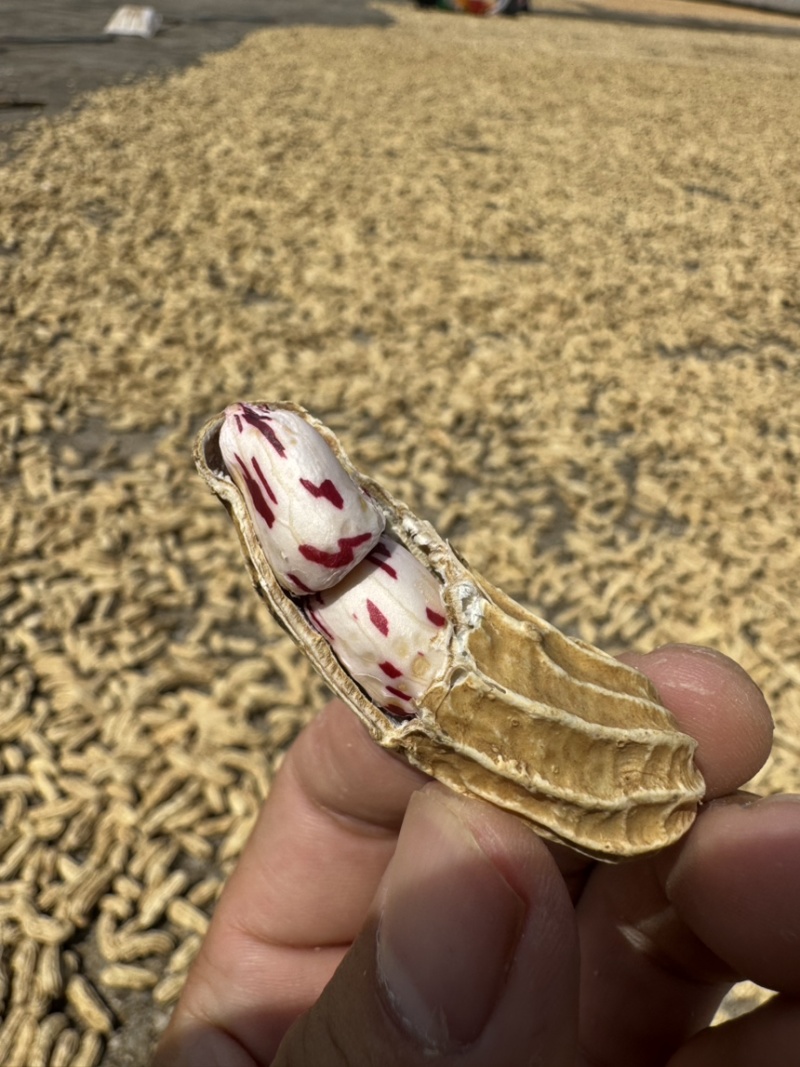 云南七彩花生源头货源，产地直供，对接工厂，档口批发