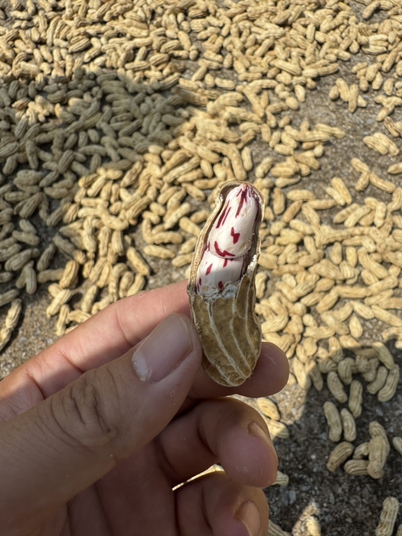 云南七彩花生源头货源，产地直供，对接工厂，档口批发