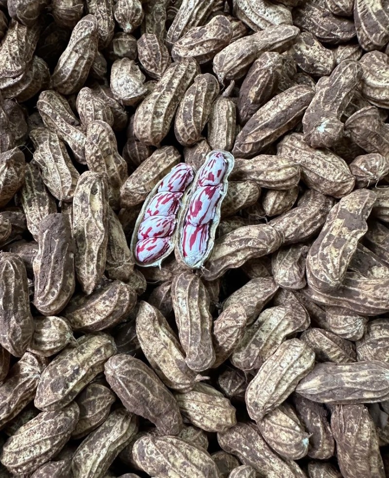 云南七彩花生源头货源，产地直供，对接工厂，档口批发