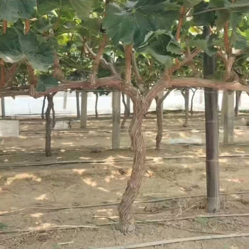 阳光玫瑰葡萄树