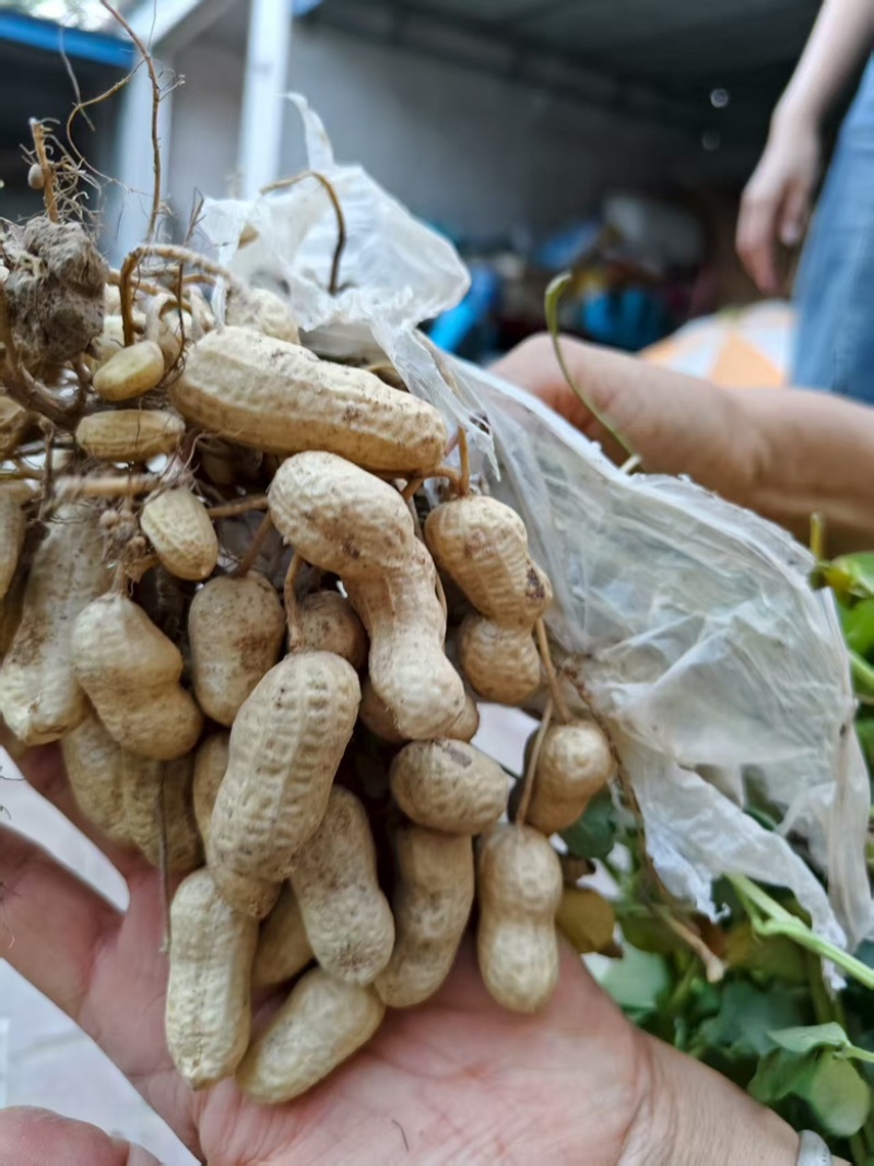 沙地水果花生