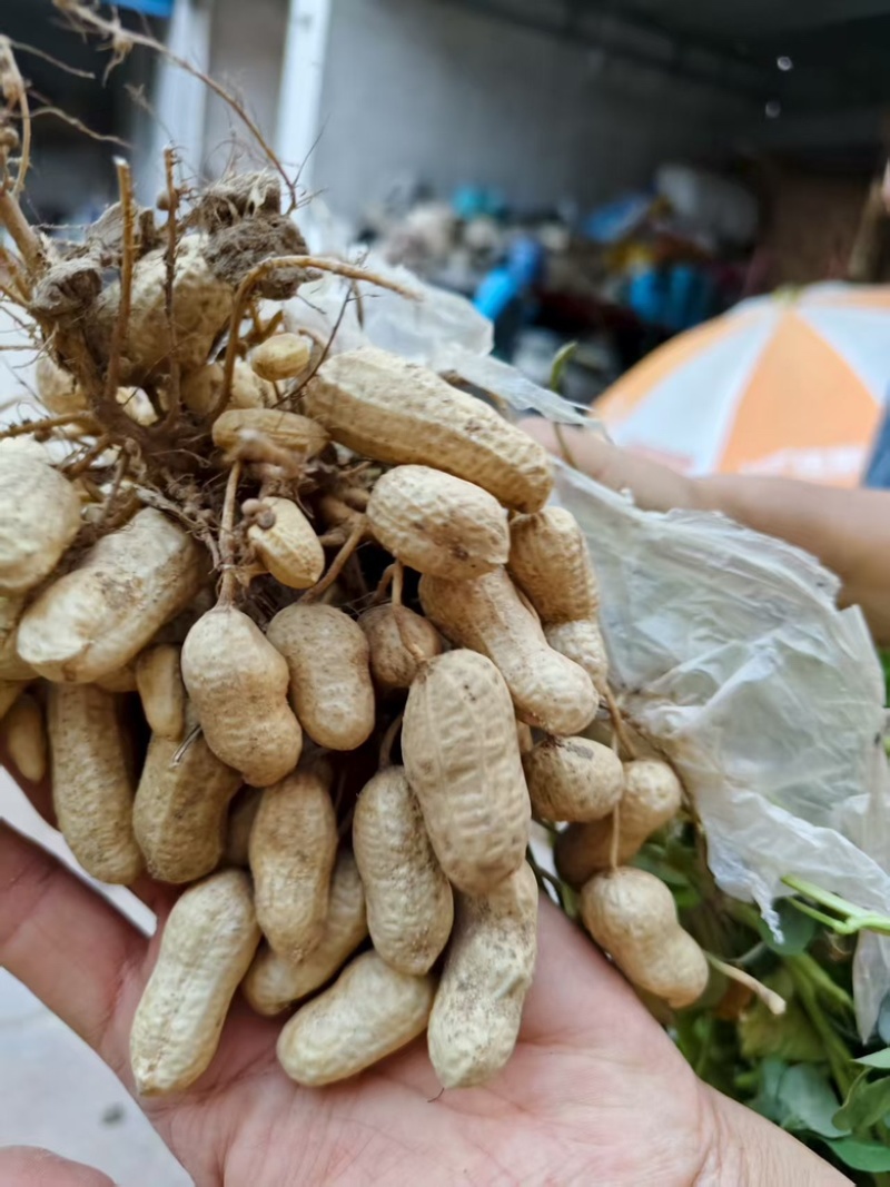 沙地水果花生