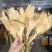 霸王花干菜干新花广东干七星剑花干昙花农家干货煲汤料无硫批