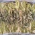 霸王花干菜干新花广东干七星剑花干昙花农家干货煲汤料无硫批