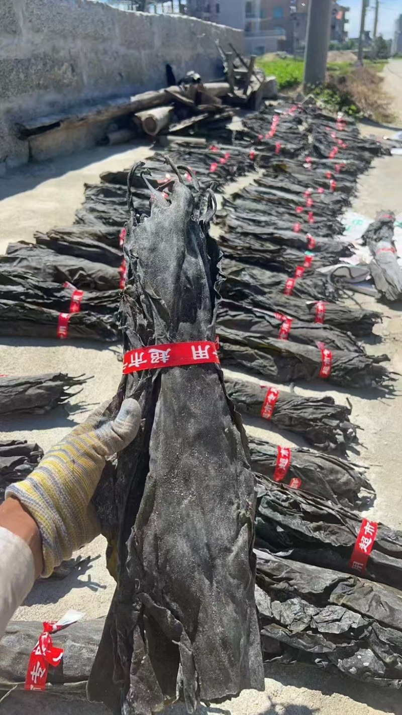 优质无沙全干厚实海带宽叶无杂质