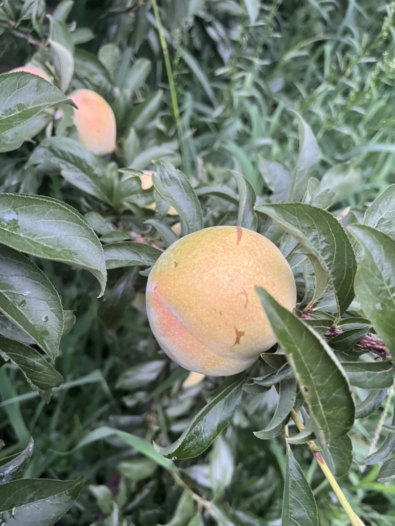 秋季李子价格好商量山东潍坊