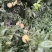 秋季李子价格好商量山东潍坊