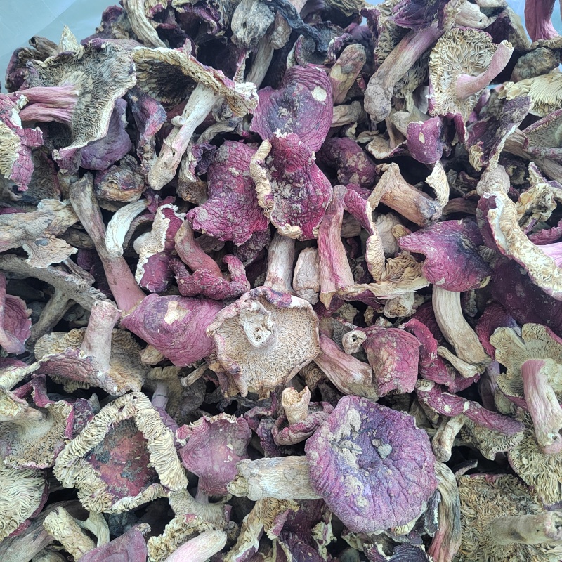 红菇批发红菌子精品红菇颜色鲜亮保证质量欢迎来电