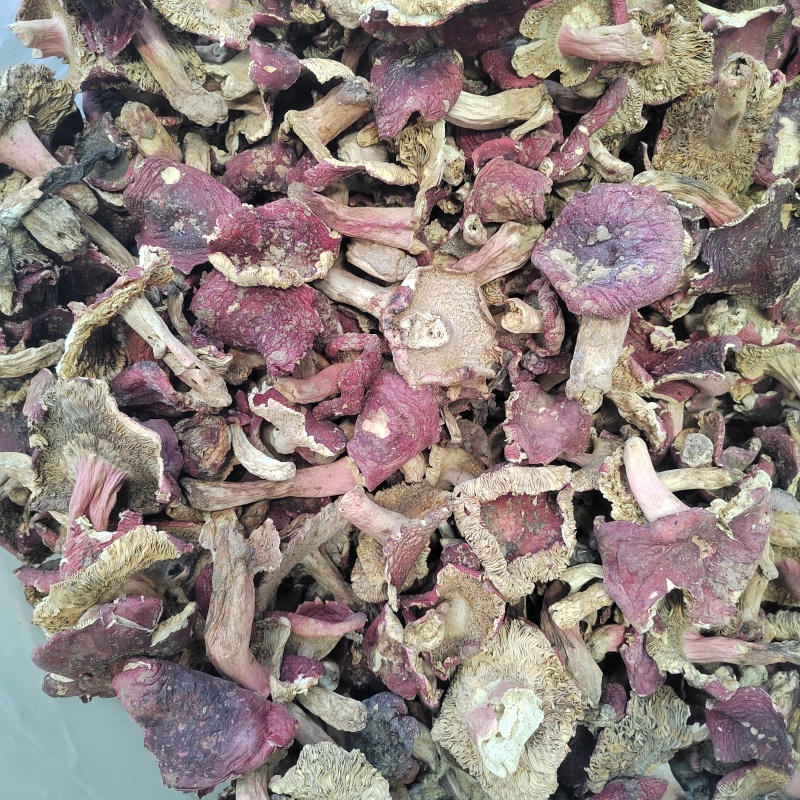 红菇批发红菌子精品红菇颜色鲜亮保证质量欢迎来电