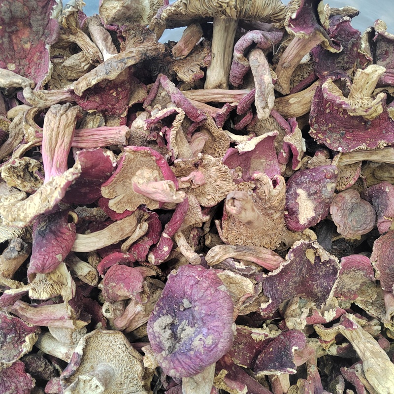 红菇批发红菌子精品红菇颜色鲜亮保证质量欢迎来电