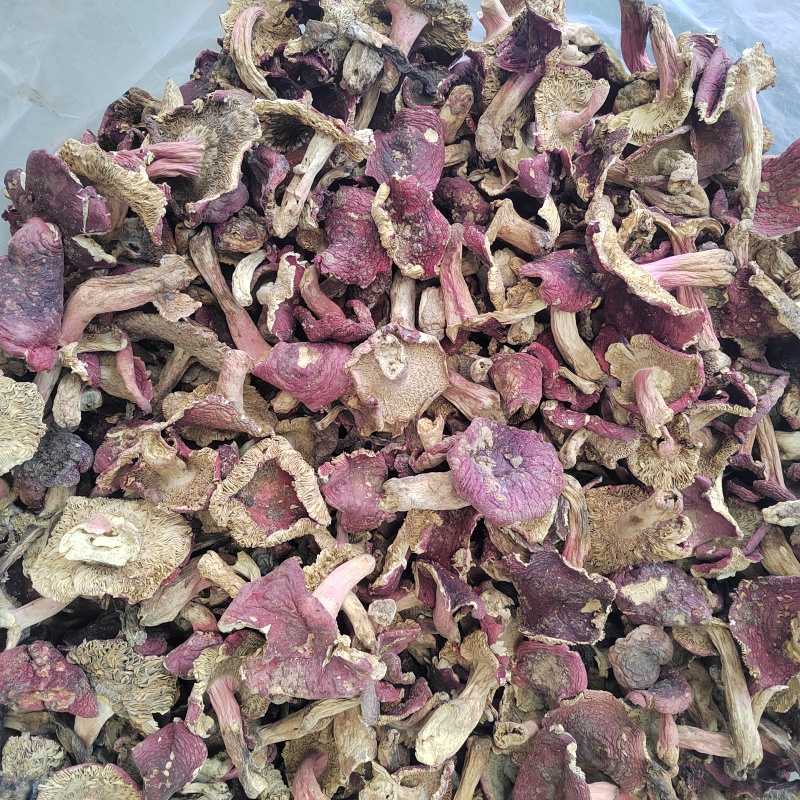 红菇批发红菌子精品红菇颜色鲜亮保证质量欢迎来电