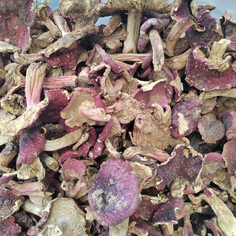 红菇批发红菌子精品红菇颜色鲜亮保证质量欢迎来电