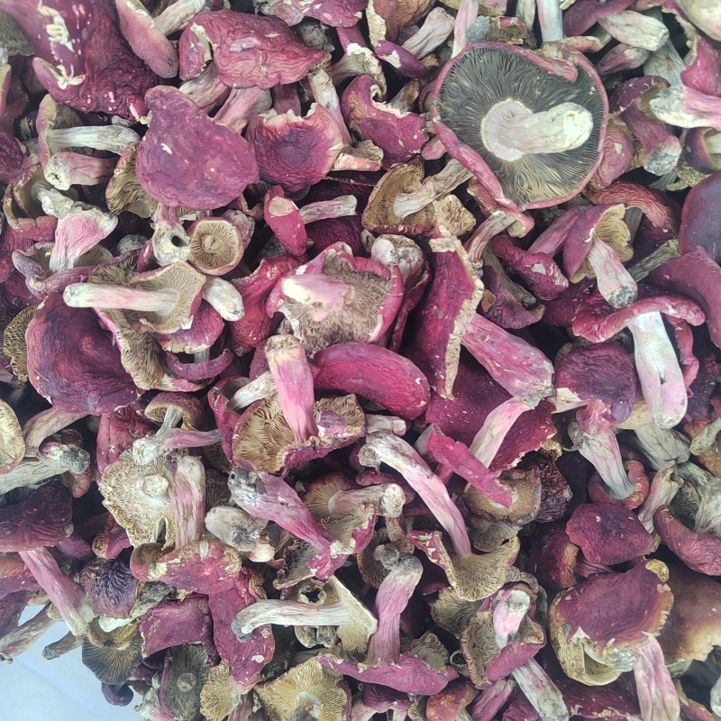 红菇大红菌新货颜色漂亮品质保证