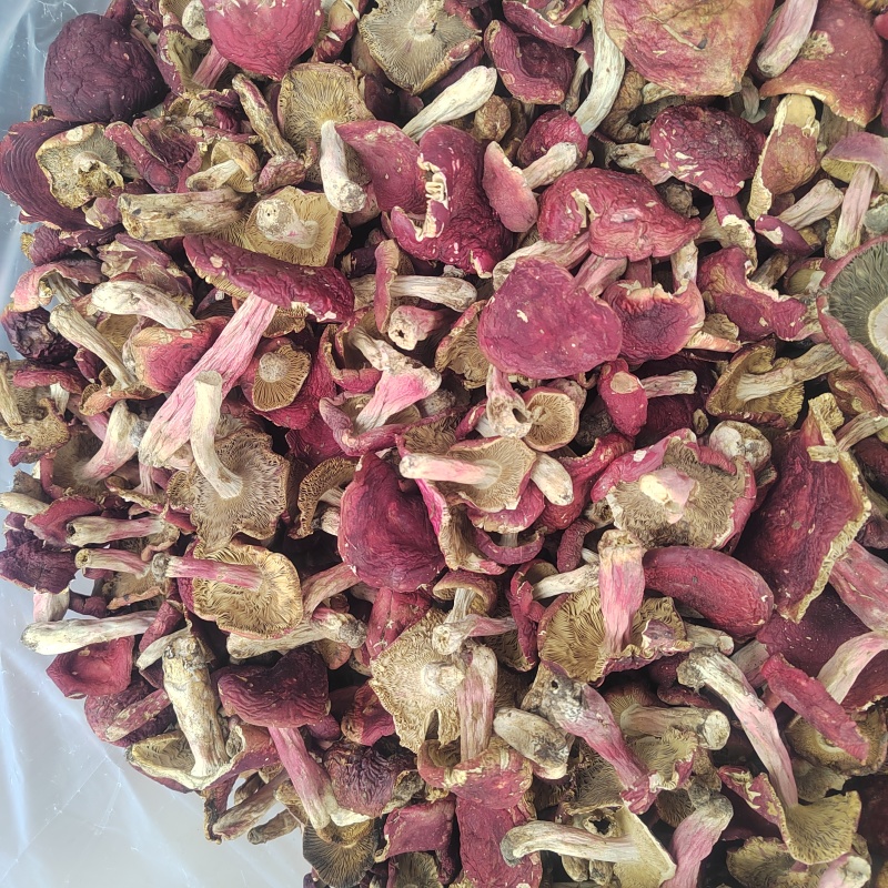 红菇大红菌新货颜色漂亮品质保证