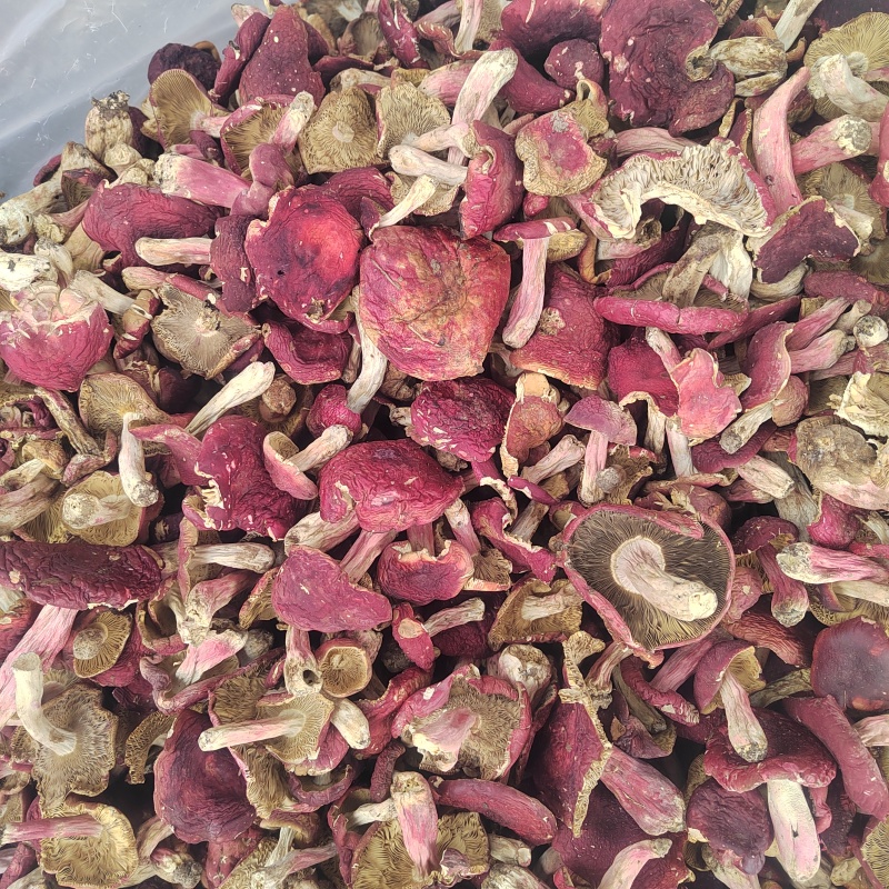 红菇大红菌新货颜色漂亮品质保证