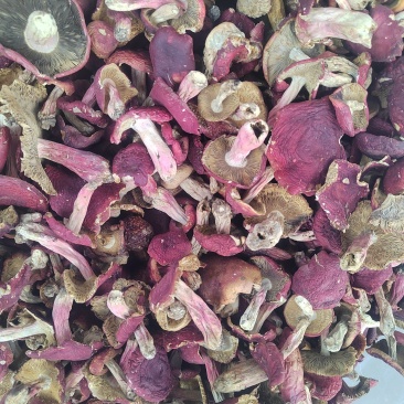 红菇大红菌新货颜色漂亮品质保证
