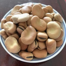 干蚕豆，全国发货，诚信经营，可视频看货，欢迎来电洽谈