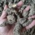 生地黄大量有货，各种规格，特级，一级，二级三4级5级，毛须