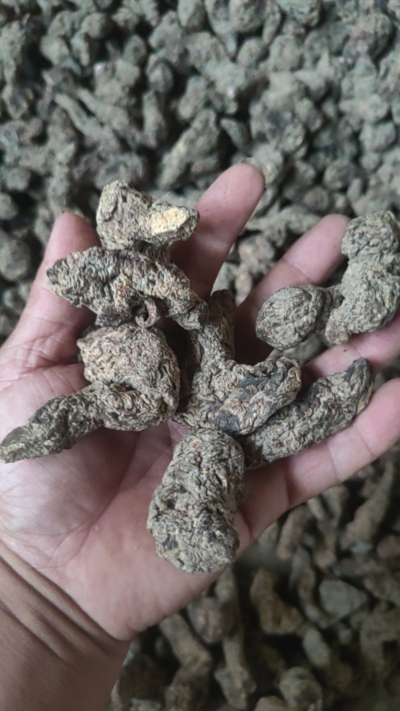 生地黄大量有货，各种规格，特级，一级，二级三4级5级，毛须