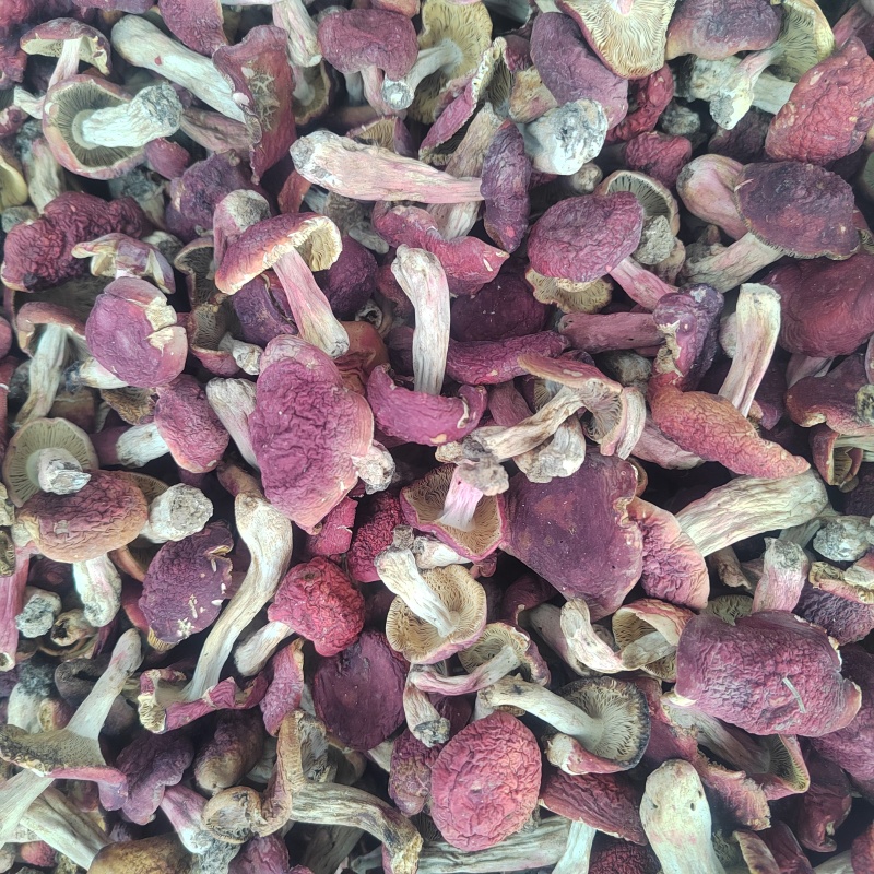 精品标菇红面菇大红菌红菇批发