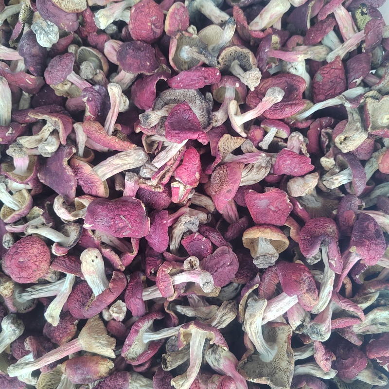 精品标菇红面菇大红菌红菇批发