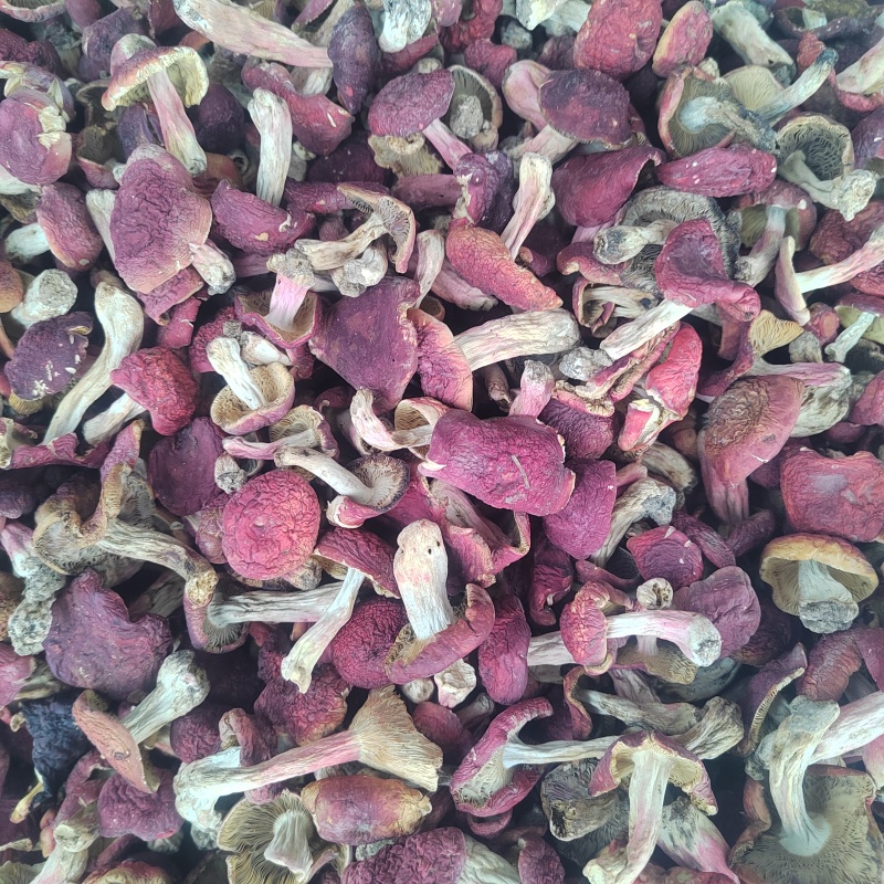 精品标菇红面菇大红菌红菇批发