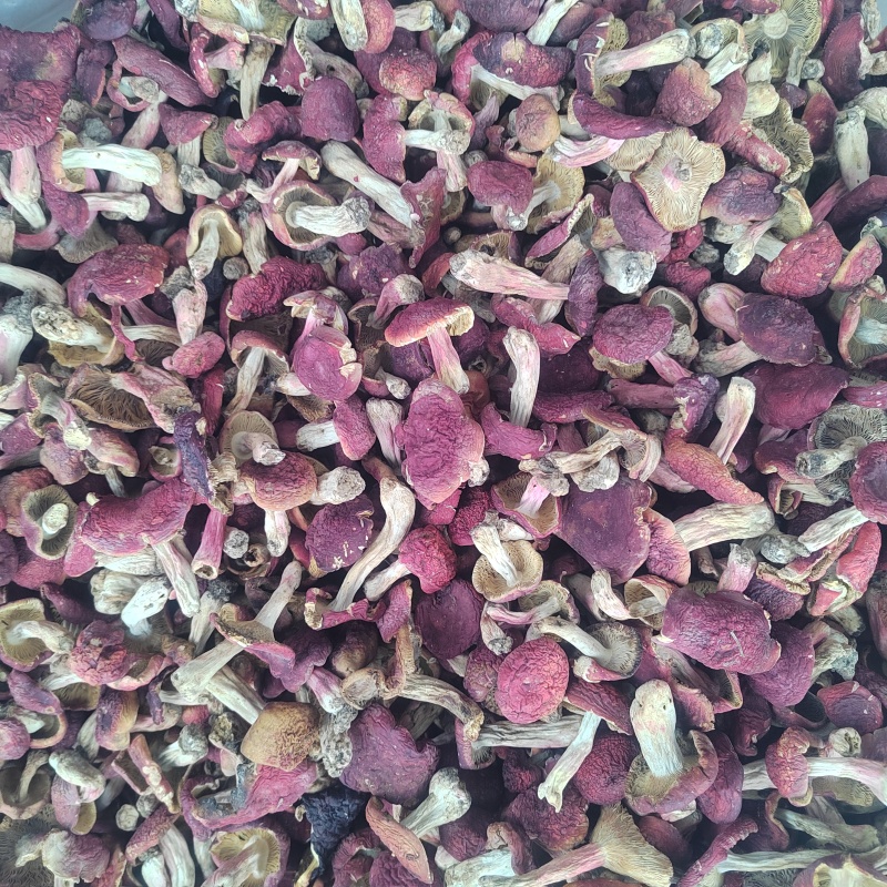 精品标菇红面菇大红菌红菇批发