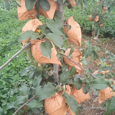 华硕苹果套了大约4500袋左右，大概有3000斤左右