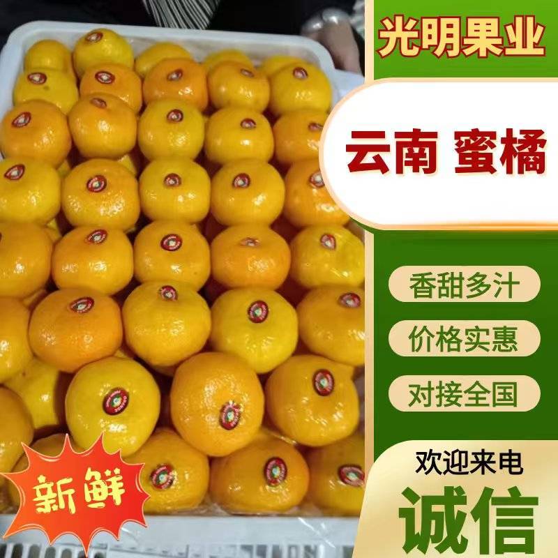 【精品好果】云南特早蜜桔货量充足全国批发欢迎联系看货